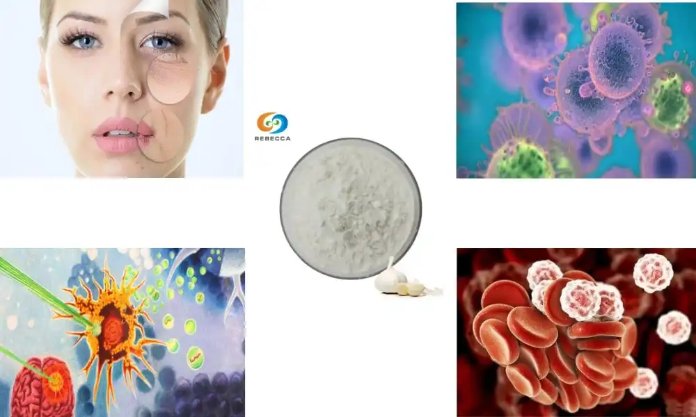 What is the main benefit of using allicin powder extract?